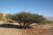 EILAT HALF MARATHON DESERT RUN 2012